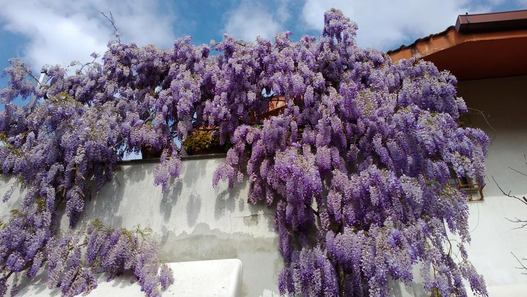 La Locandina Bed & Breakfast Cerveteri Luaran gambar